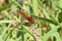 Crocothemis erythraea