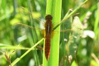 Crocothemis erythraea