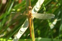 Sympetrum striolatum