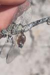 Onychogomphus forcipatus