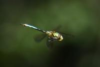 Somatochlora metallica