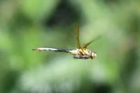 Somatochlora metallica