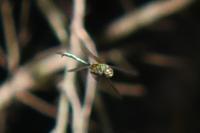 Somatochlora metallica