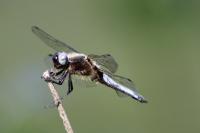 Libellula fulva