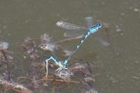 Coenagrion scitulum
