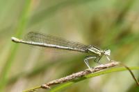 Platycnemis pennipes