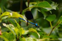 Calopteryx splendens
