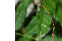 Chalcolestes viridis