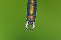 Chalcolestes viridis