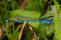 Erythromma lindenii