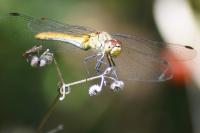 Sympetrum sanguineum