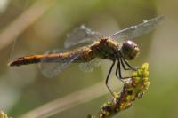 Sympetrum sanguineum