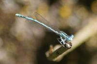 Platycnemis pennipes