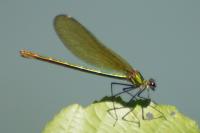 Calopteryx splendens