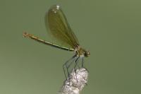Calopteryx splendens