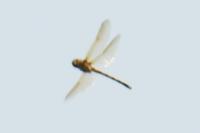 Oxygastra curtisii