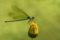 Calopteryx splendens