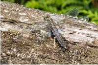 Orthetrum cancellatum