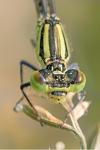 Erythromma lindenii