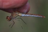 Sympetrum meridionale