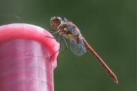 Sympetrum striolatum