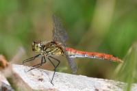 Sympetrum sanguineum