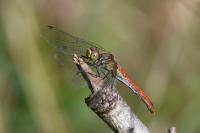 Sympetrum sanguineum