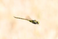 Aeshna affinis
