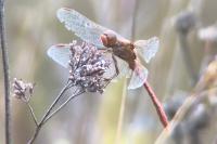 Sympetrum meridionale