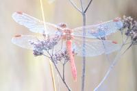 Sympetrum meridionale