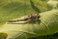 Sympetrum striolatum