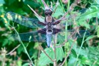Libellula depressa