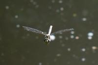 Brachytron pratense