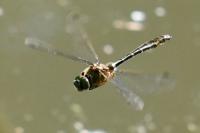 Cordulia aenea