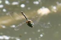 Cordulia aenea