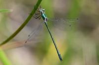 Lestes dryas