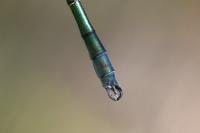 Lestes dryas