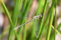 Lestes dryas