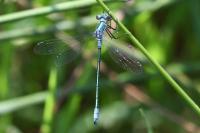 Lestes dryas
