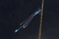Ischnura pumilio