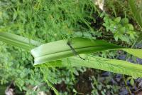 Ischnura elegans