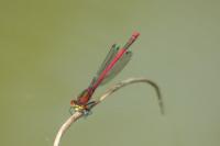 Pyrrhosoma nymphula