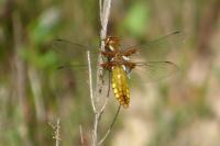 Libellula depressa