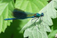 Calopteryx splendens