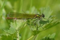 Calopteryx splendens