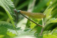 Calopteryx splendens
