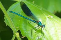 Calopteryx splendens