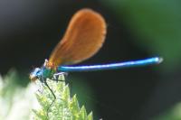 Calopteryx virgo