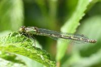 Enallagma cyathigerum