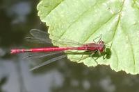 Pyrrhosoma nymphula